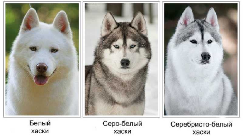 Собаки, похожие на хаски — название пород с фото и описанием