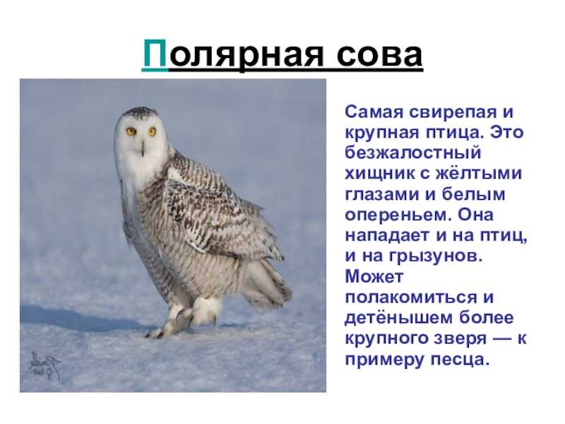 Полярная или белая сова (nyctea scandiaca)
