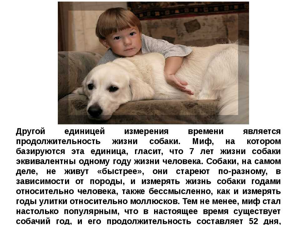 Сколько живут собаки