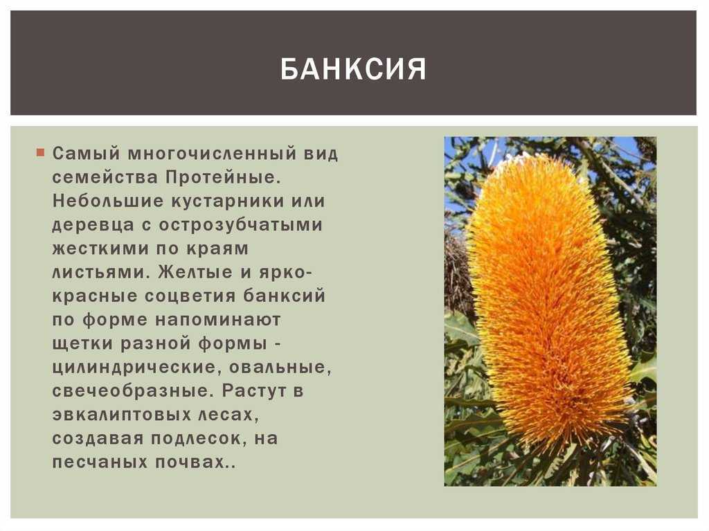 Цветы австралии фото с названиями - обзортека