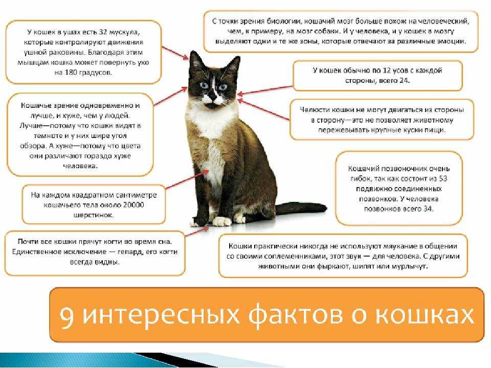 Агрессия у кошек: причины, что делать если питомец стал агрессивный к хозяину, царапается и кусается