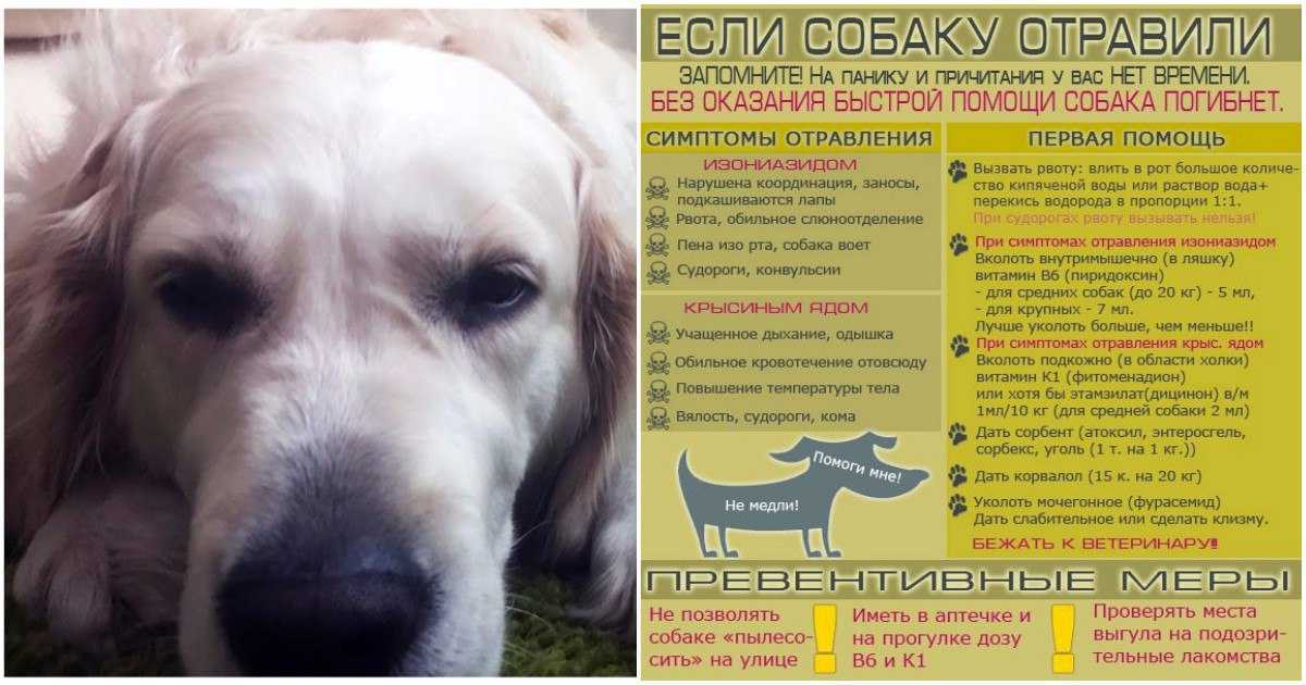 Последствия того, что пес съел крысиного яда: признаки и смертельные дозы