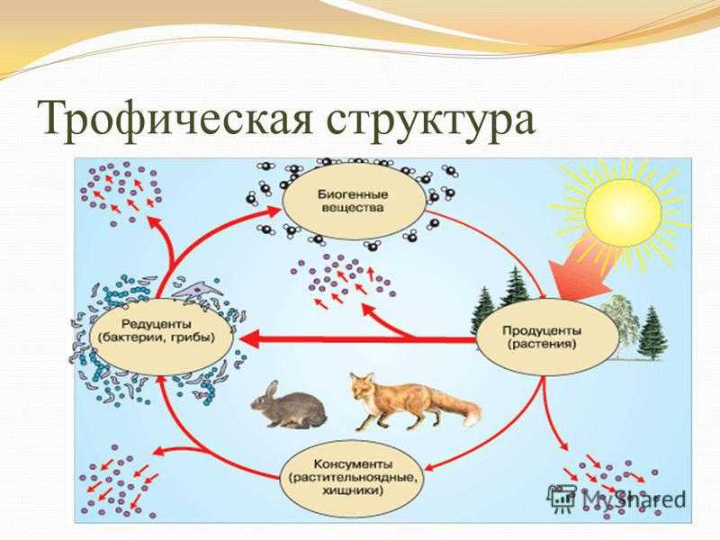 Дыхательная система земли - величественная река амазонка, самая большая в мире