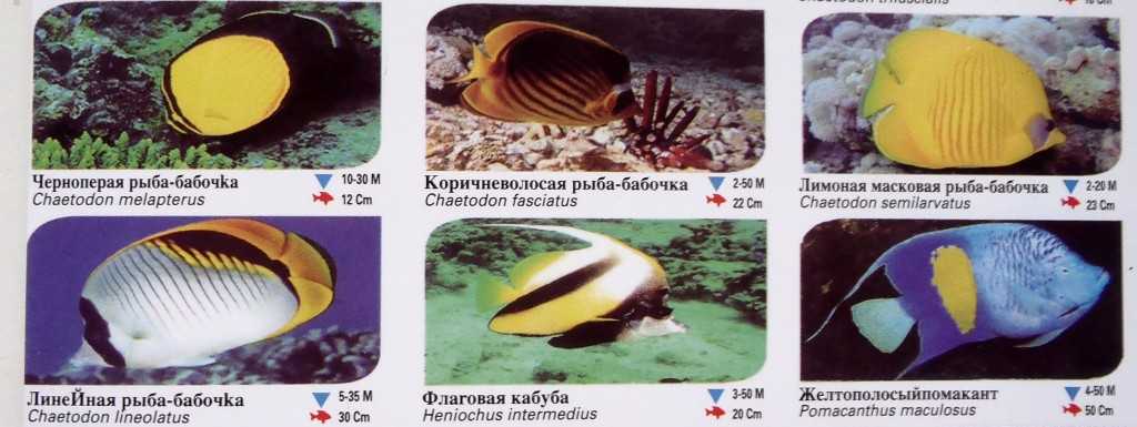 Карибское море -caribbean sea