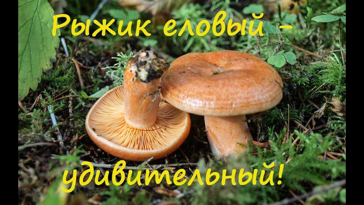 Грибы под названием рыжики: описание и польза для организма человека