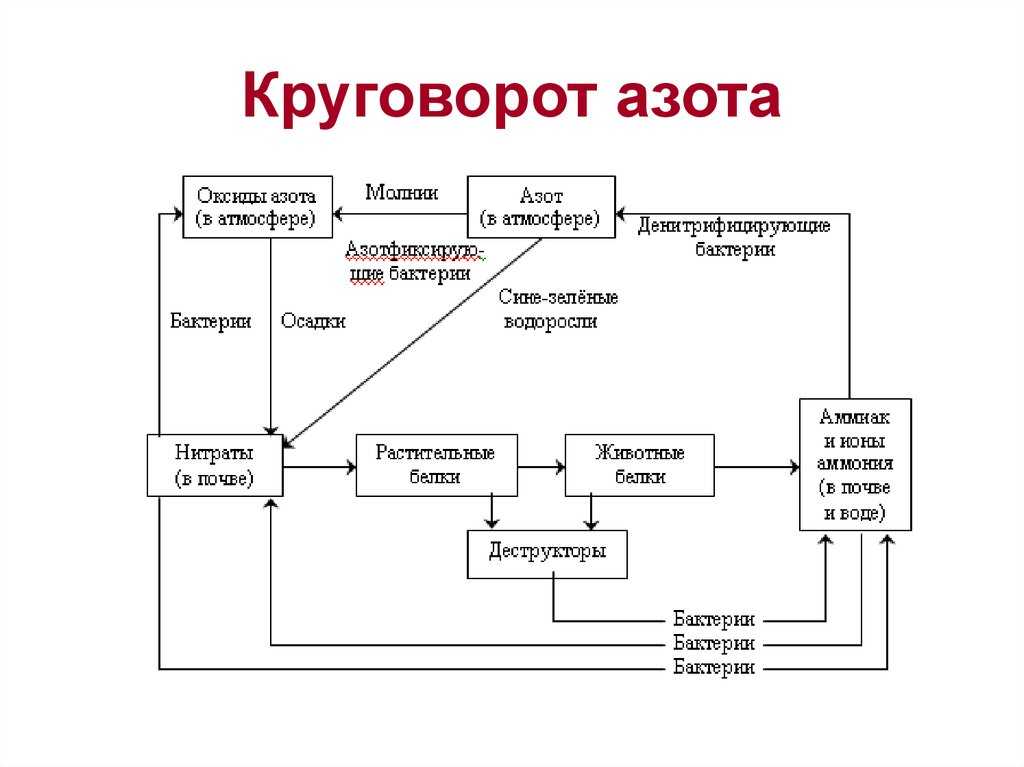 Круговорот  азота и углерода: схема, особенности, основные этапы процесса