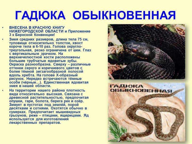 Уж обыкновенный (неядовитая змея)