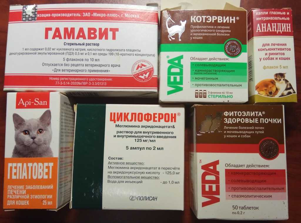 Уход за кошкой после стерилизации