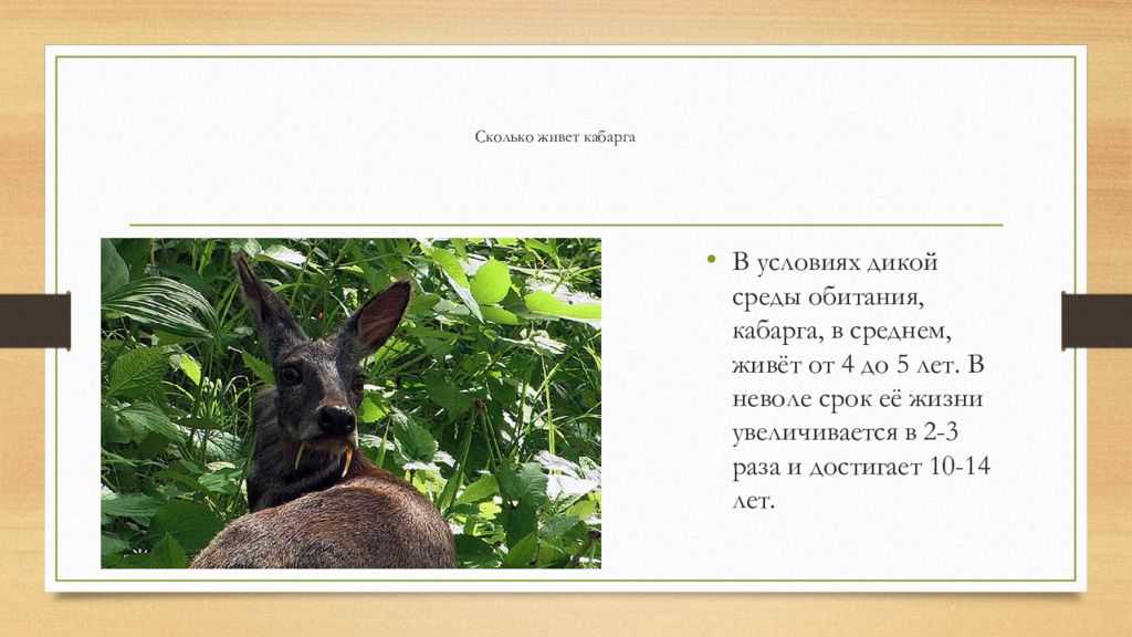 Кабарга. ареал обитания, описание, интересные факты
