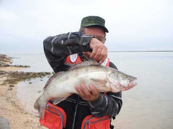 Какая рыба водится в азовском море?