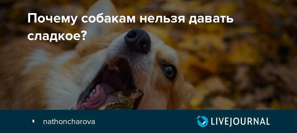 Разрешается ли собаке давать сладкие конфеты и сахар: почему нельзя