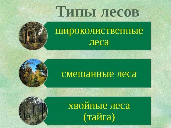 Лес | лесомания вики | fandom