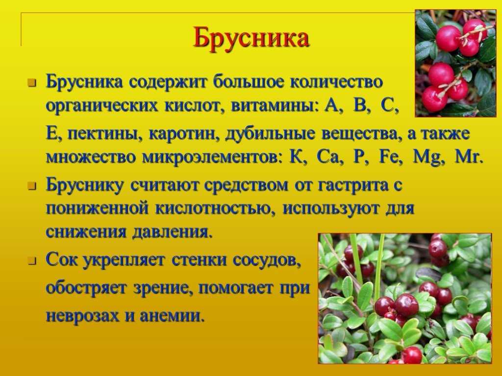 Клюква болотная, лечебные свойства, описание, применение