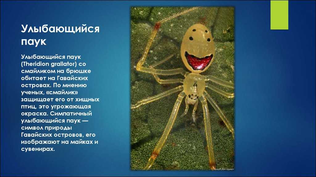 Самые опасные пауки в россии – список, описание, где водятся, чем опасны, фото и видео. рейтинг опасных пауков, обитающих в росcии