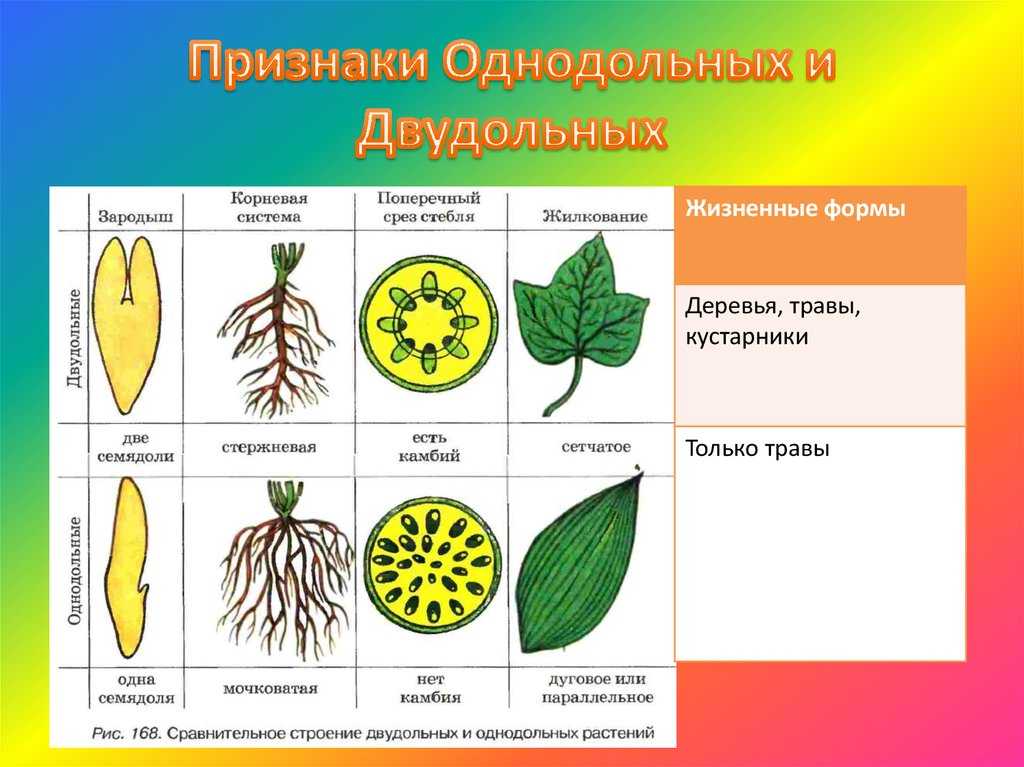 Класс однодольные - признаки, характеристика и классификация