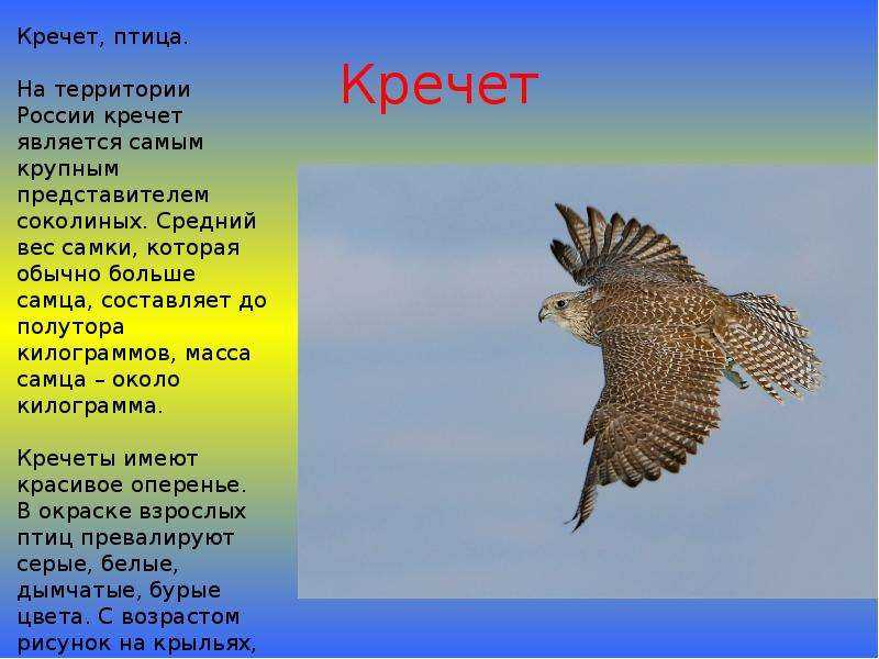 Кречет  (falco rusticolus). птицы сибири.