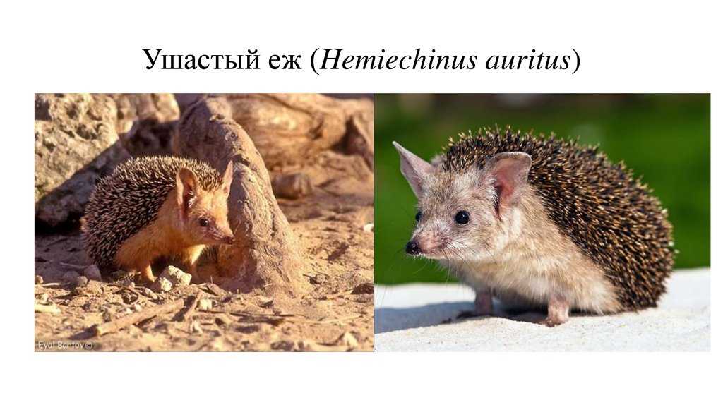 Еж  ушастый  – представитель красной книги