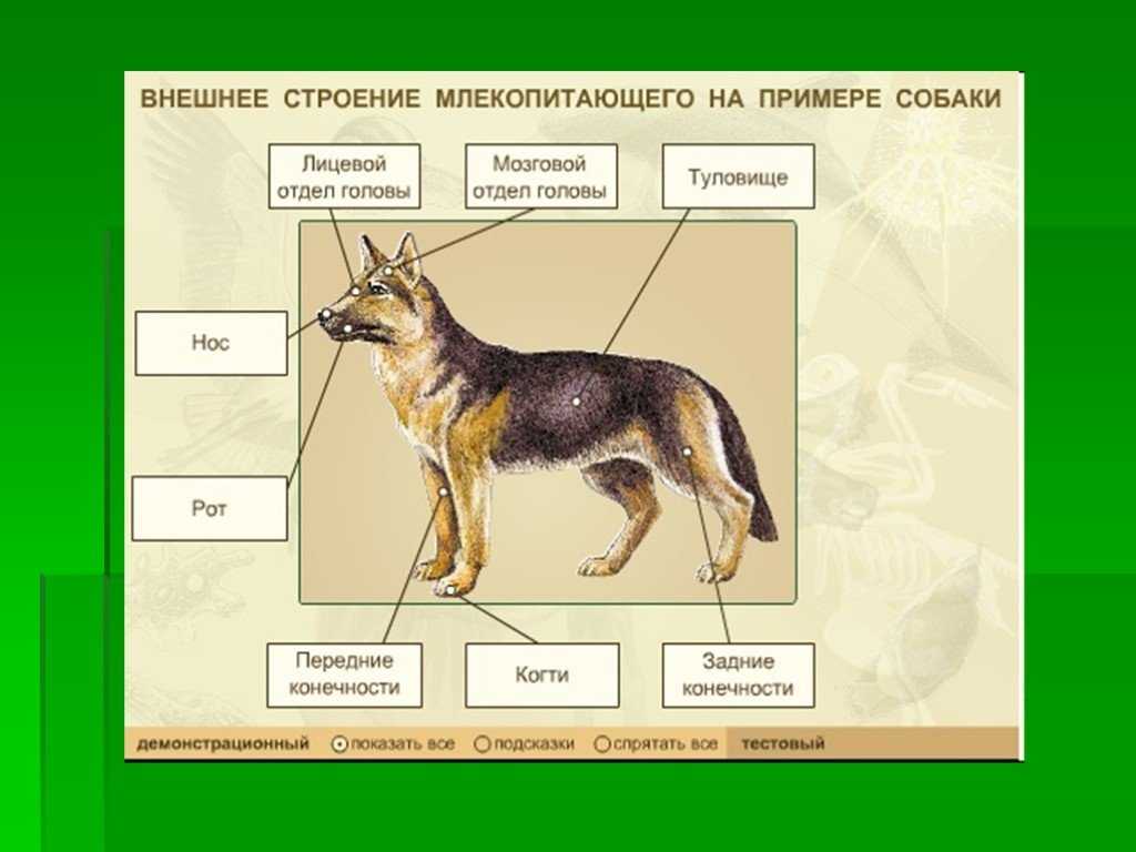 Гиеновая собака — обсуждение в группе "дикие животные" | птичка.ру