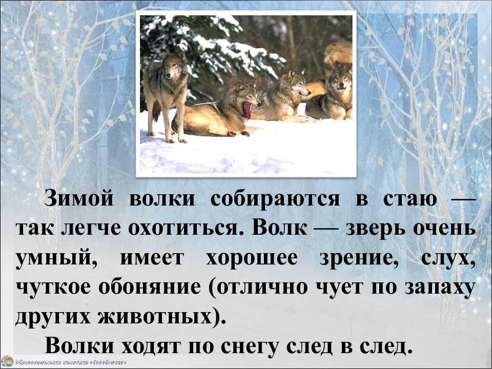 Красная книга республики мордовия | описания и фото животных