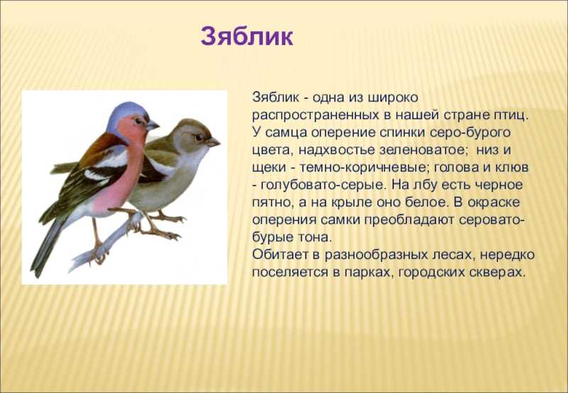 Презентация на тему: "птицы рязанской области. птица орел - очень известный крылатый хищник. орлы - хищные птицы, отличаются очень хорошим зрением. при охоте, как правило,". скачать бесплатно и без регистрации.
