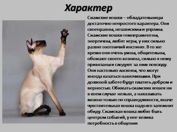 Окрасы тайских кошек (30 фото): описание кошек табби-пойнт и сил-тебби-поинт, блю-пойнт и других окрасов