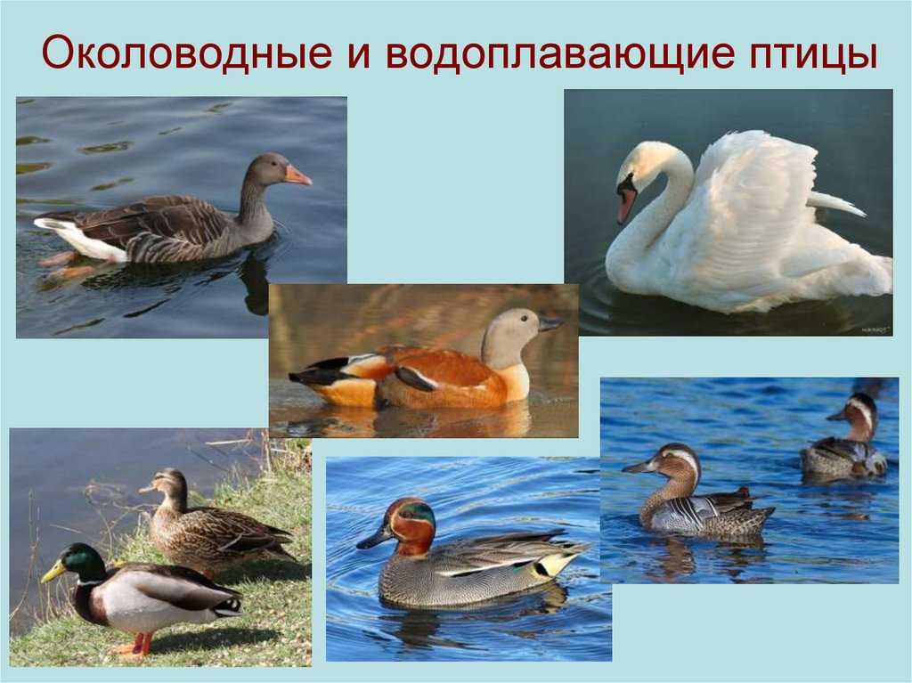 Виды водоплавающей дичи: фото и названия (большое количество изображений) - artshots.ru