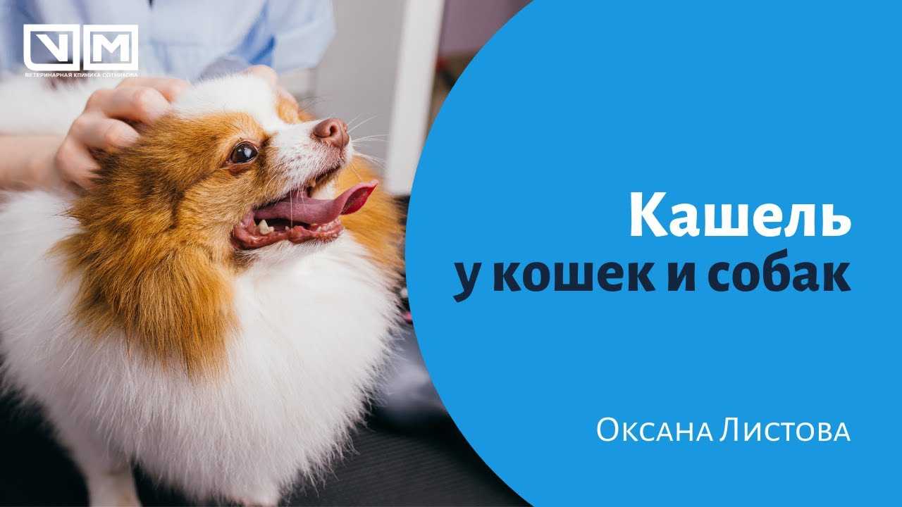 Собака кашляет как-будто подавилась, пытается что-то отрыгнуть - симптомы болезней и помощь