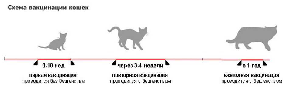 В каком возрасте глистогонят котят первый раз и как часто это можно делать