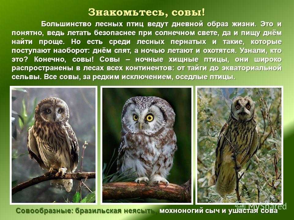 17 удивительных фактов об уральской сове для детей