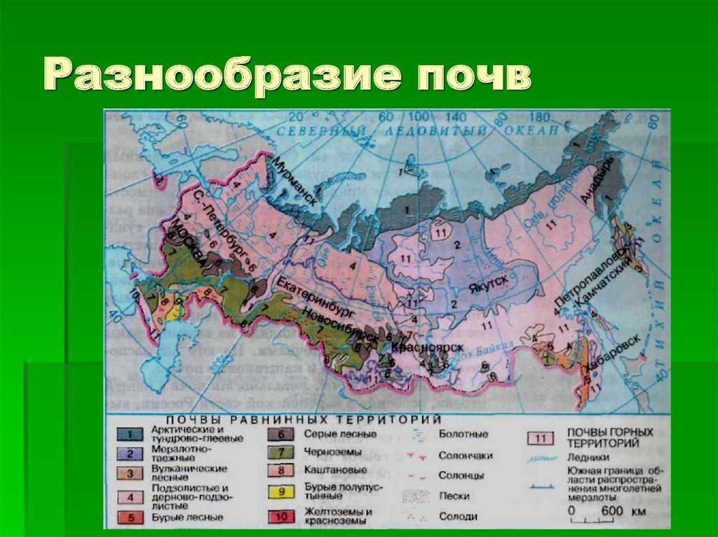 Смешанные и широколиственные леса - характеристика природной зоны