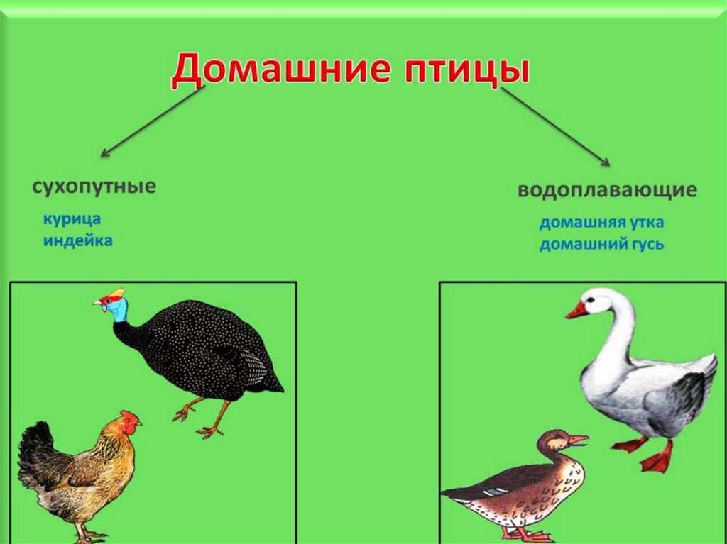 Домашние птицы - виды и группы, фото и видео
