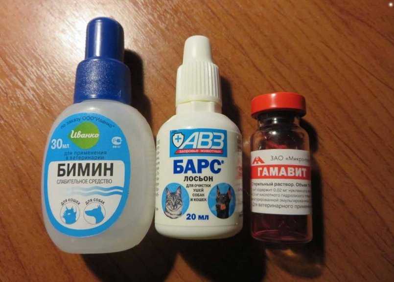 Запор у кошек: как помочь животному и когда стоит обратиться к ветеринарному врачу