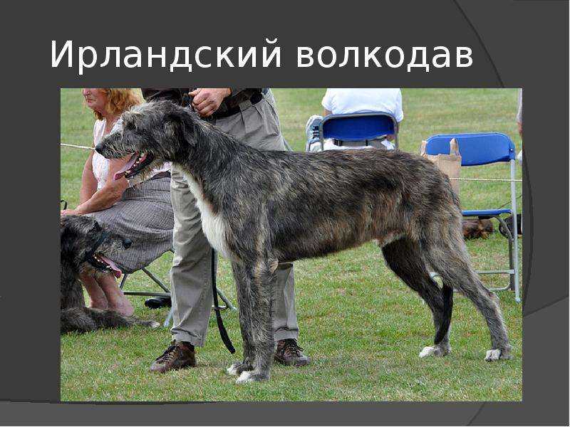 Что собой представляет собака волкодав и для каких целей выводят такие породы Особенности телосложения и характера представителей данного вида Подробное описание самых сильных собак этого класса, их темперамента и внешности