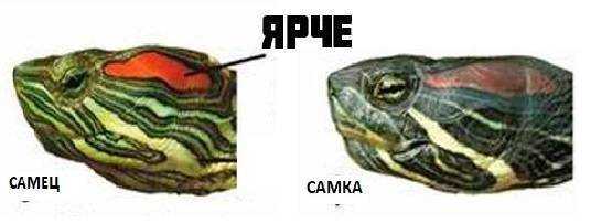 Как определить пол у красноухих черепах