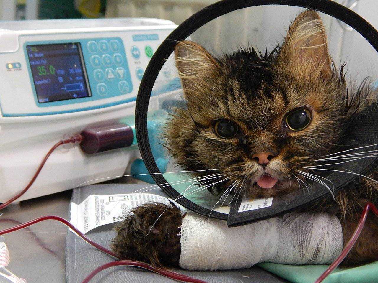 Иммунодефицит у кошек (fiv) — смертельно опасная инфекция | звери дома