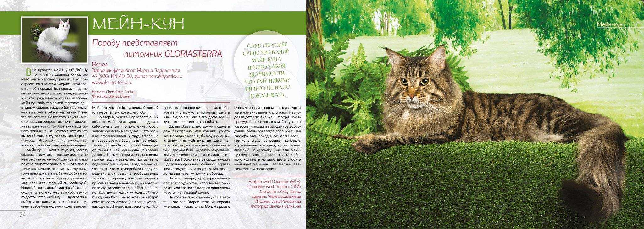 Вес мейн-куна по месяцам - таблица размера, роста взрослого кота и котенка