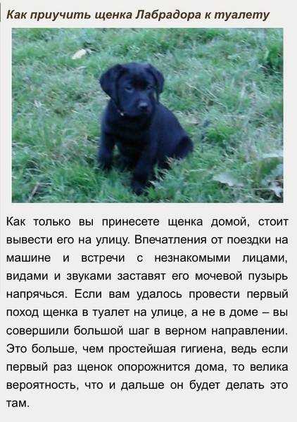 Как приучить щенка ходить в туалет на улицу. приучение собаки к туалету - dogtricks.ru