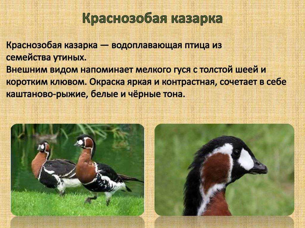 Краснозобая казарка: распространение, численность, охрана