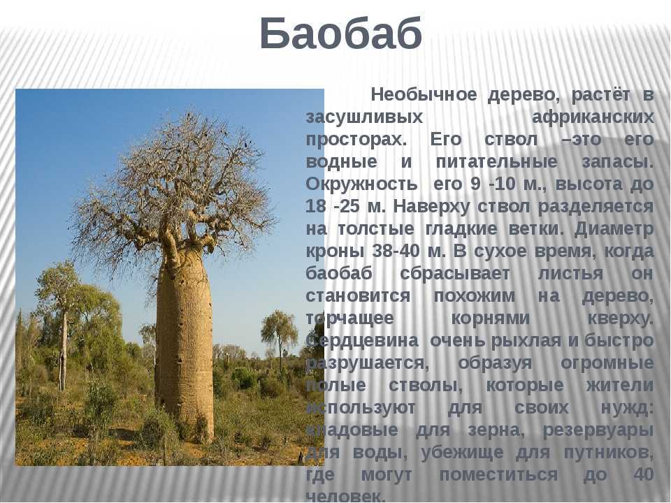 Баобабы. где растет баобаб? — мир африки