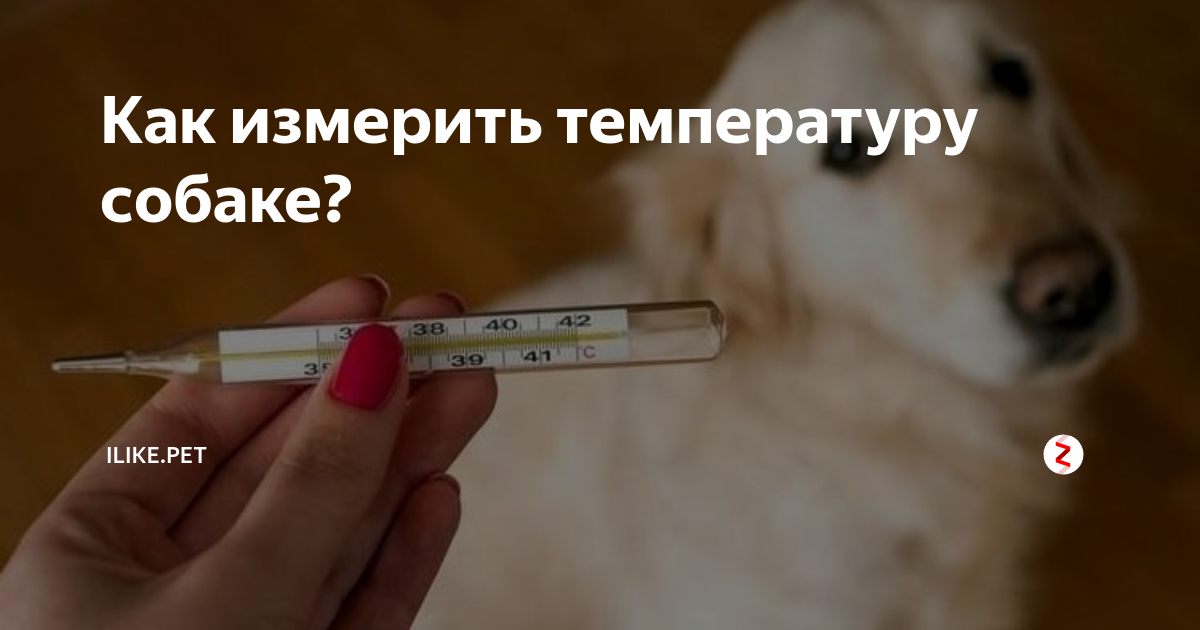 Как проверить температуру у собаки без термометра | домашние животные