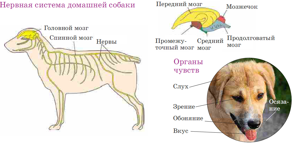 Аутоиммунный менингоэнцефалит у собак. симптомы менингита у собак. жизнь после лечения