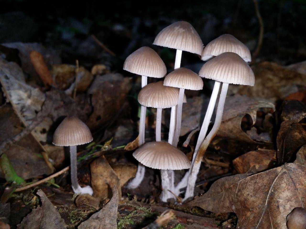 Мицена чистая (mycena pura): фото, описание и действие яда гриба