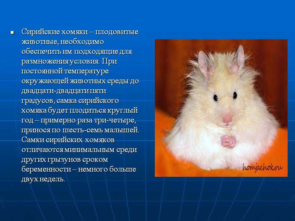 Содержание морской свинки: 7 плюсов и 7 минусов