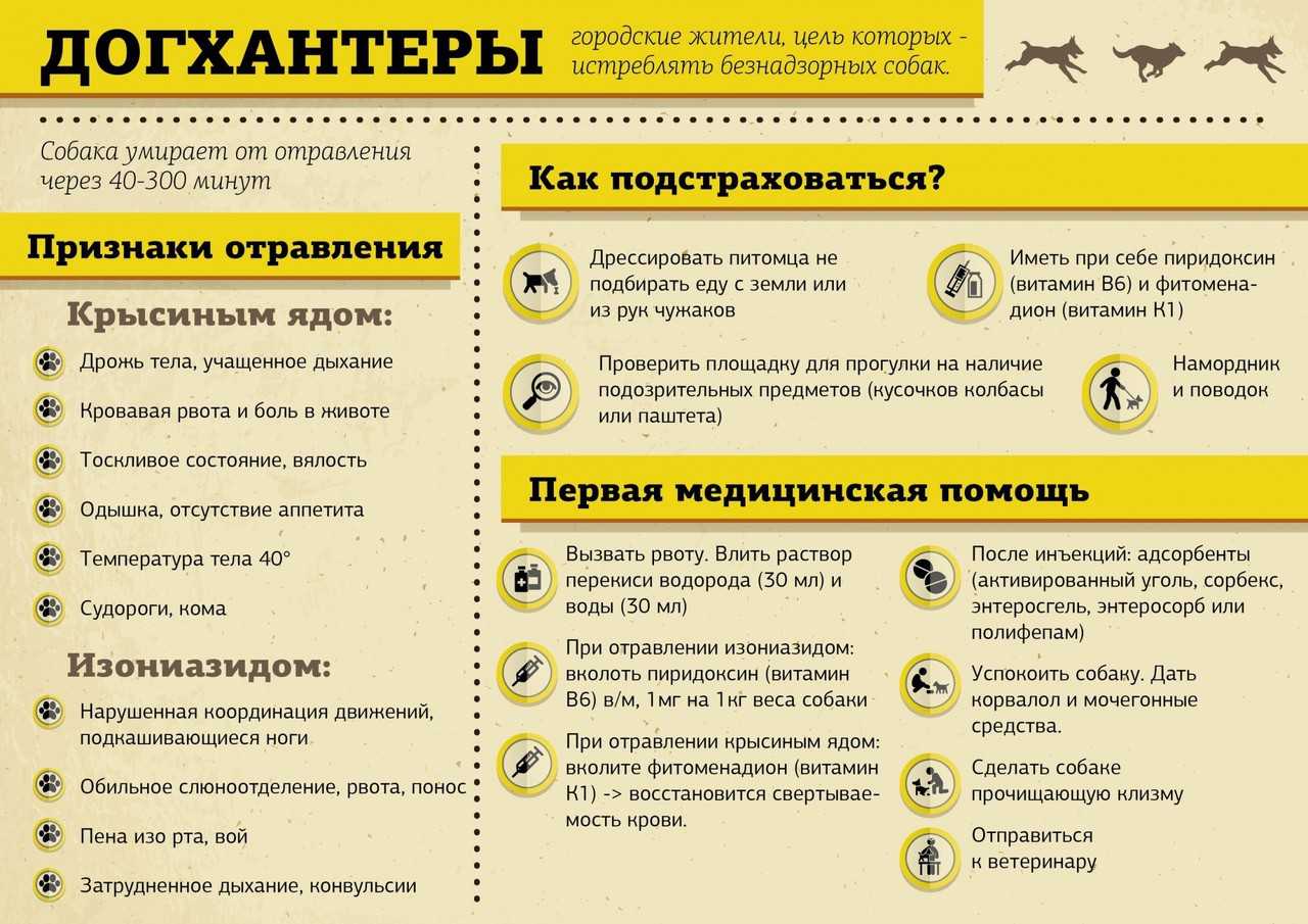 10 собачьих ядов - чем может отравиться собака