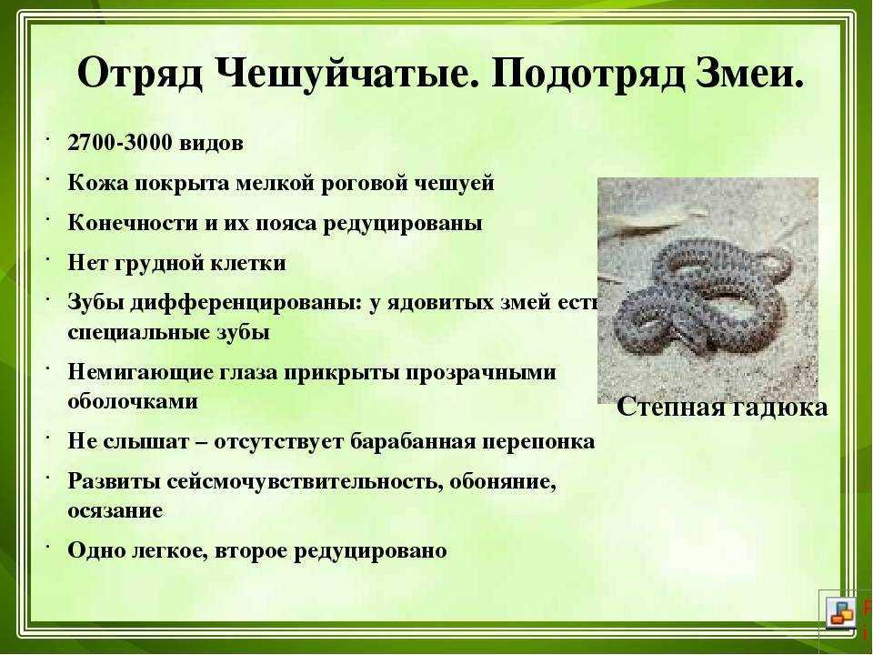Морской крокодил (гребнистый крокодил): где обитает, чем питается, описание, образ жизни хищника