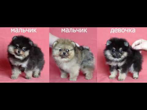 Плюсы и минусы шпица: особенности породы, характера собаки