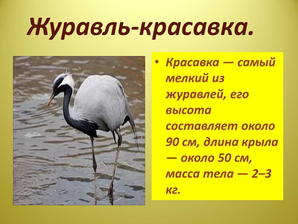 Журавль красавка сообщение для 4 класса