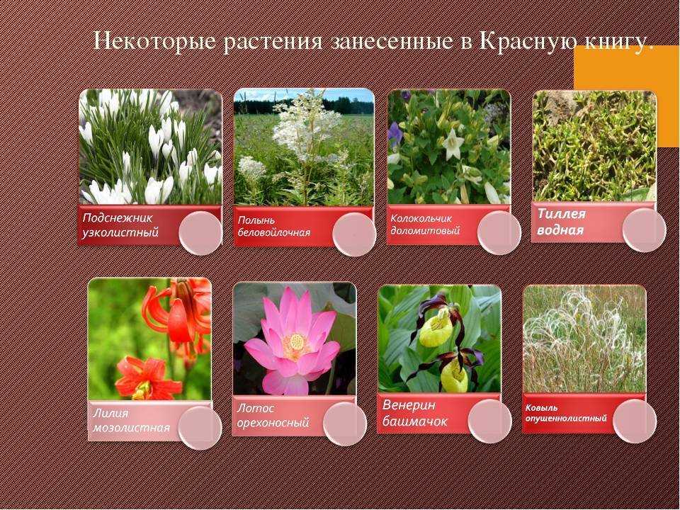 Исчезновение редких видов растений. самые редкие растения в мире.