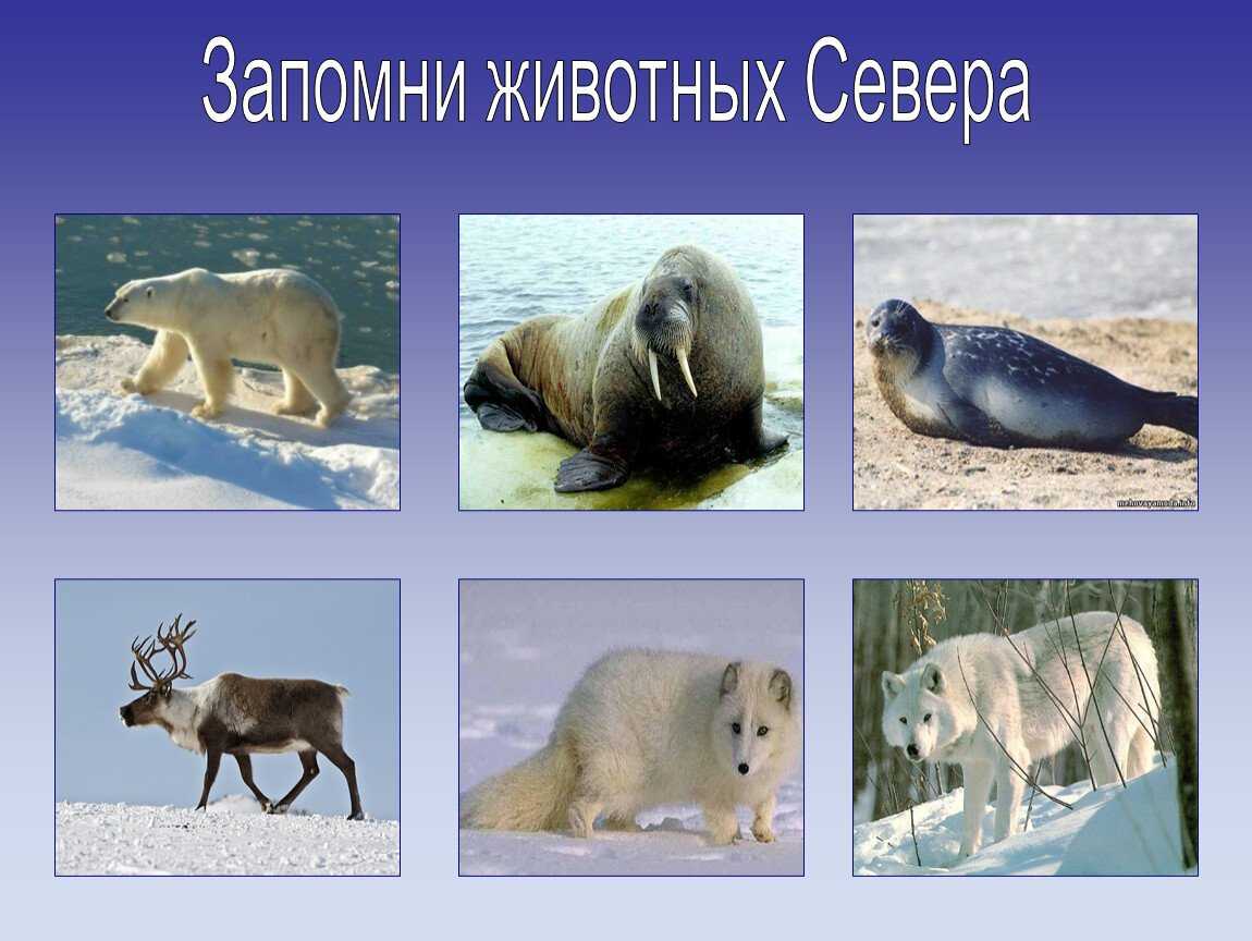 Какие животные обитают в арктике - список, описание, фото