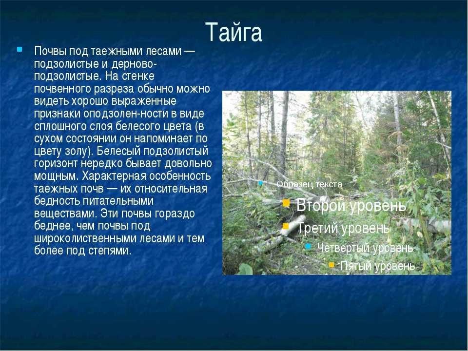 Особенности типичных почв природной зоны тайги